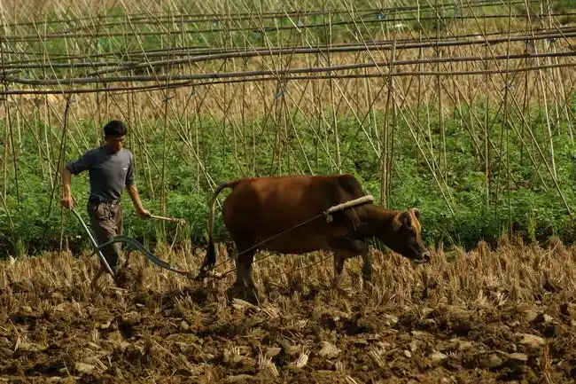 远处.农民伯伯正牵着牛在耕地.