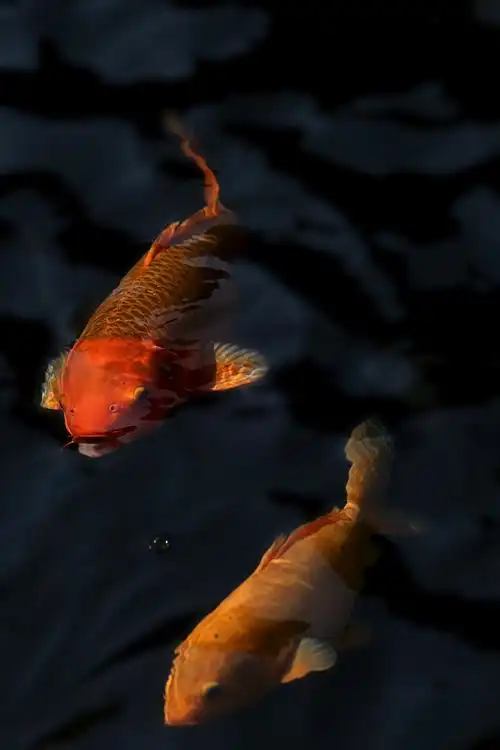 鲤鱼嬉水图---锦鲤