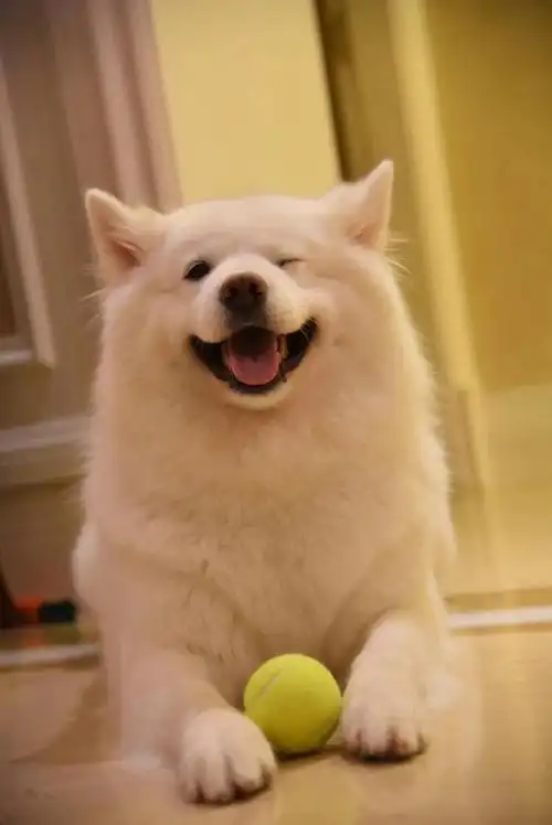 萨摩耶的性格是什么样的你知道多少