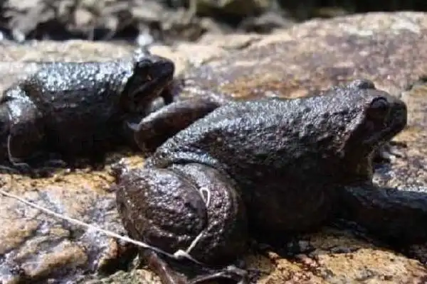 石蛙和牛蛙的区别