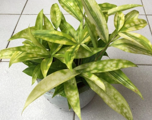 活 星点木,又名星虎斑木,星点千年木,龙舌兰科龙血树属多年生草本植物