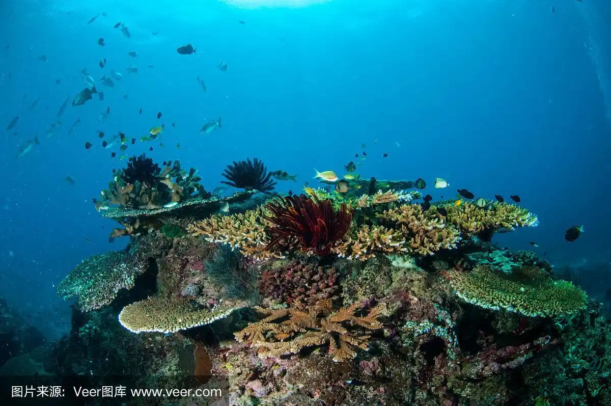不同品种的珊瑚reefs, gili,龙目岛,北沙,印度尼西亚水下