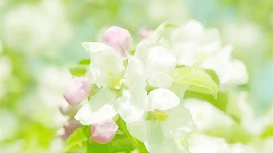 春天盛开的花壁纸