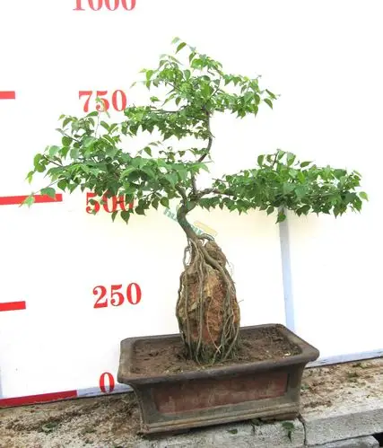 枣庄宏博园林盆景有限公司