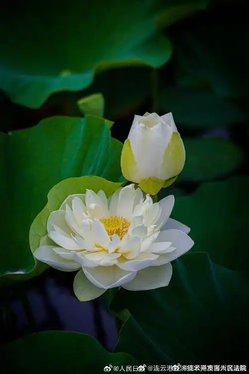 大暑##适合大暑观赏的荷花壁纸