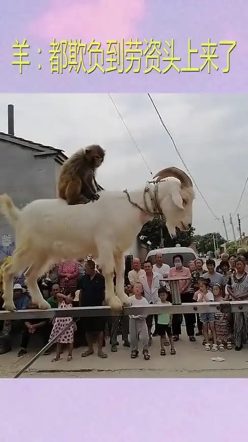 猴子和羊表演杂技,引来一群村民围观,这技术得挨多少打才能练成
