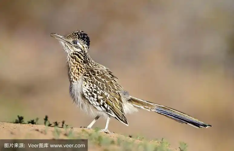 跑步者(geococcyx californianus)