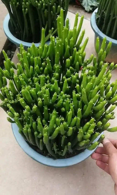 有毒汁的多肉"光棍树",剪一个枝子,插活几十盆,没人敢养