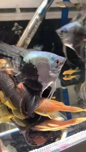 帮鱼友出鱼五条烟熏燕鱼10条阿凡达鱼15条需要的v1281048