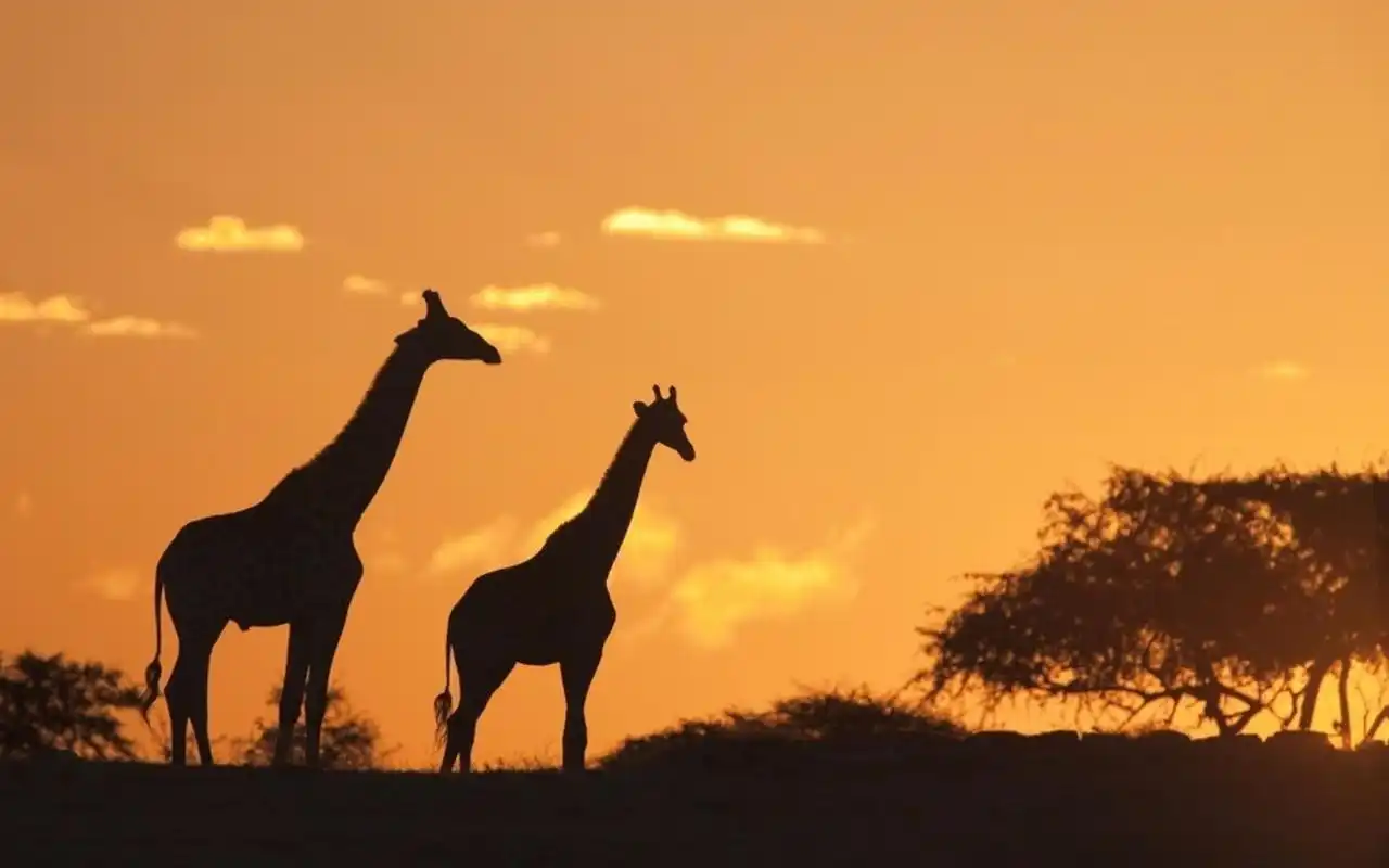 不要压抑想"野"的天性,去非洲动物世界感受未知的疯狂