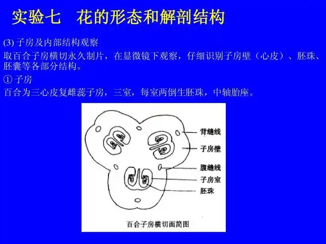 种子植物的繁殖培养花的解剖结构ppt 掌握花的基本形态和解剖结构