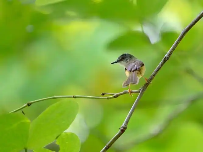 绿色背景下 一只鹪莺小鸟在树枝上回望 封面 环保 大自然 自由自在