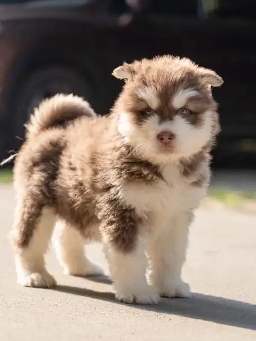 阿拉斯加幼犬