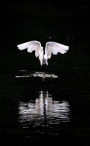 草长平湖白鹭飞
