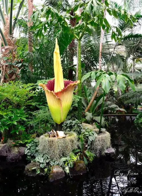 美丽的"臭花"——尸花_图1-9