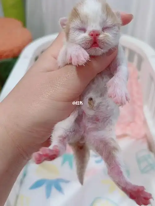 记录一下刚出生2天的加菲猫宝宝