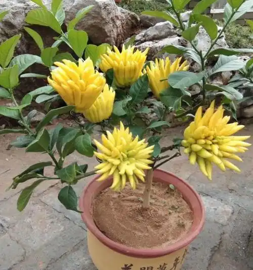 养一盆"佛手",开花以后这么做,枝头挂满果,既好看又好吃