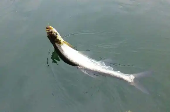 夏季路亚翘嘴技巧