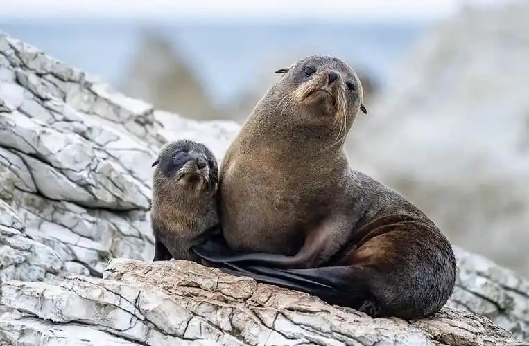 如何一眼分辨海牛海象海狮海狗海豹?大家喜欢哪只?