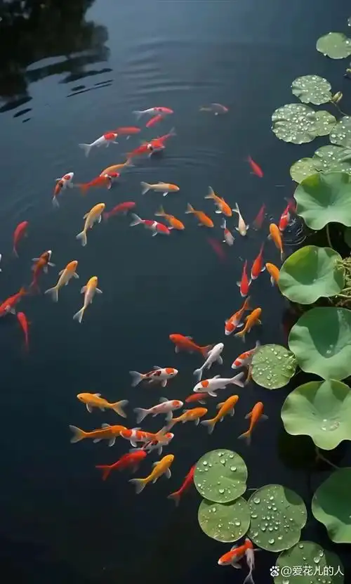 壁纸屏保手机锁屏背景墙的图片,可以做微信头像的图片年年有余,寓意