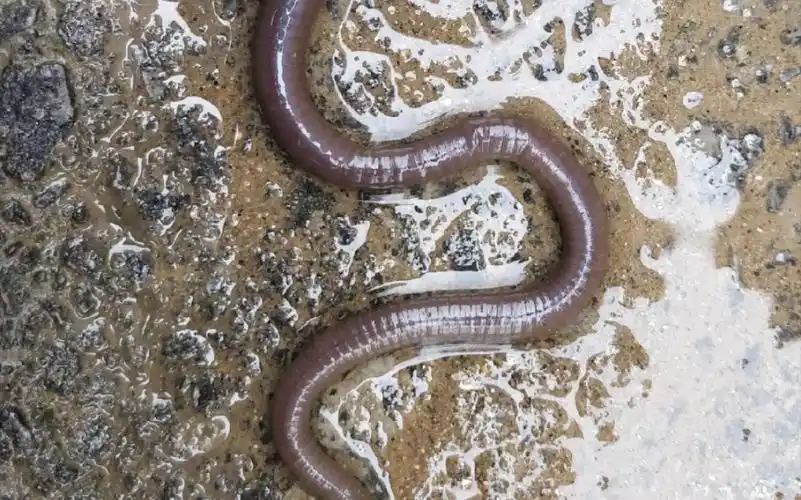 活动  河北保定8月13号暴雨过后,昨晚被暴雨冲出的大量蚯蚓哪儿去了?