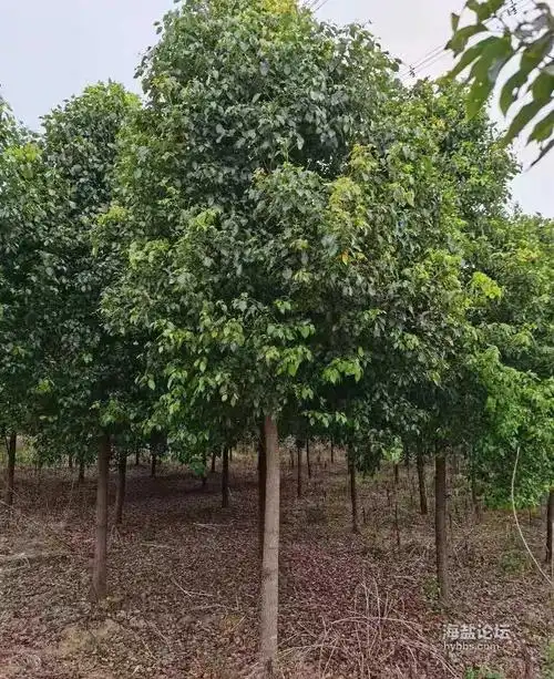 老爸种的香樟树要出售