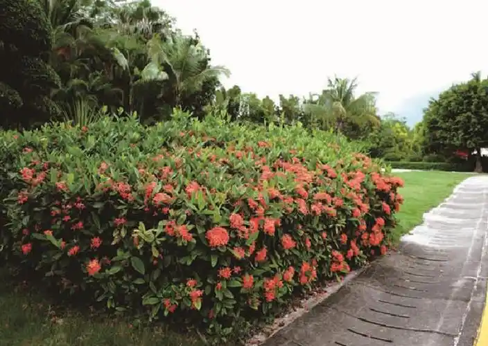 p>龙船花属(学名: i>ixora /i> linn.