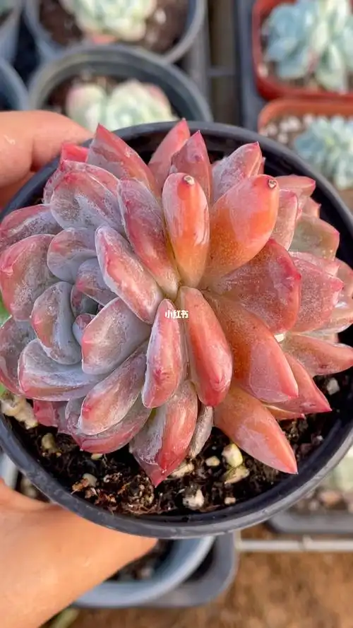 韩货冰橙_一休多肉攻略_多肉植物_家居家装_家居装饰_花艺