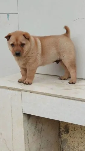 纯种中华田园大小黑狗黄狗白面活体土狗幼犬畜牧