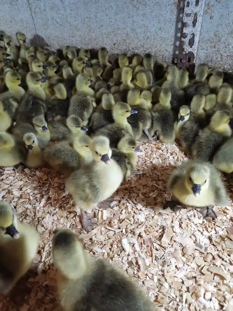 遵义遵义鹅苗孵化养殖场.