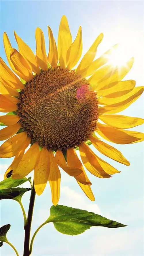 唯美向日葵高清手机壁纸图片