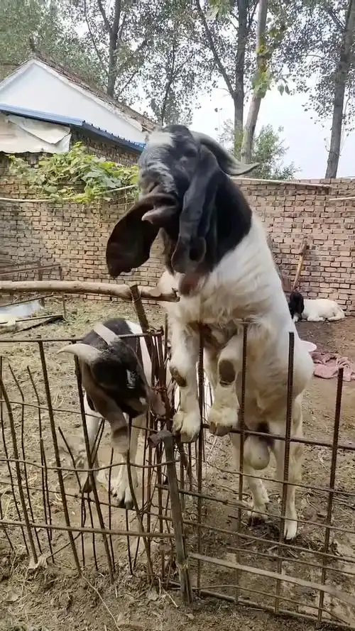 波尔山羊种公:"快把我放出来,我要配羊"