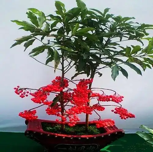 朱砂根 朱砂根(朱砂根物候期) 生活