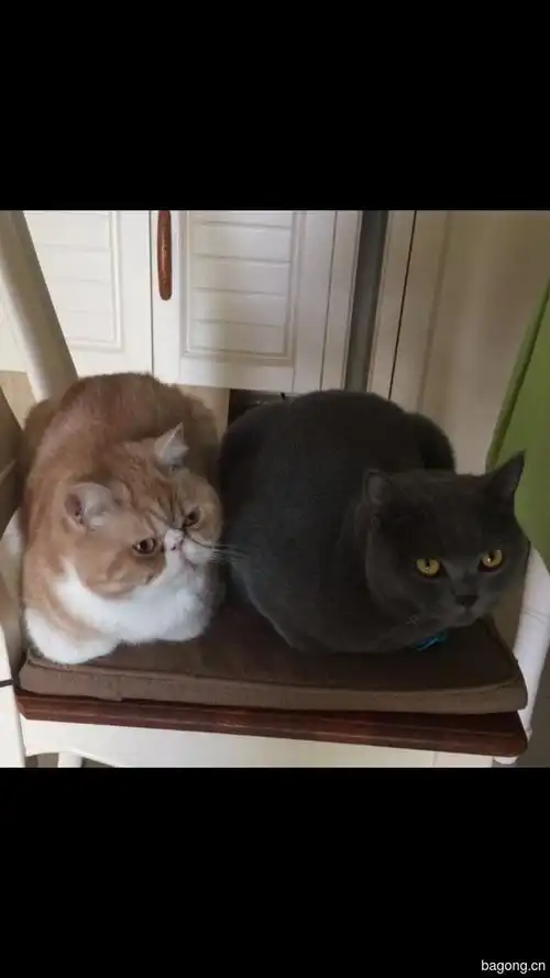 加菲 英短蓝猫 两兄弟找新家