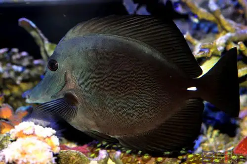 黑丝绒倒吊_丝绒倒吊_丹麦倒吊_黑三角倒吊_黑长嘴倒吊_黑高鳍刺尾鱼