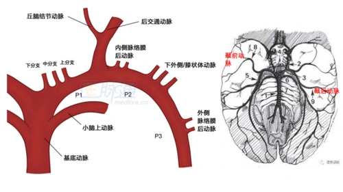 大脑动脉血管解剖