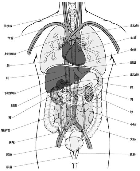 人体内脏结构分布,主要包括人体胸腹部内脏器官的分布:喉,气管,肺