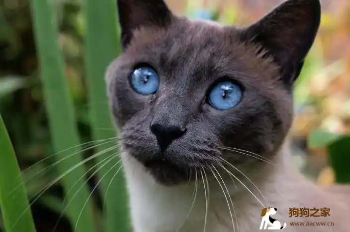 猫蓝眼睛超美6个蓝眼猫品种介绍
