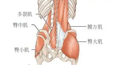 身体_肌肉_膝盖