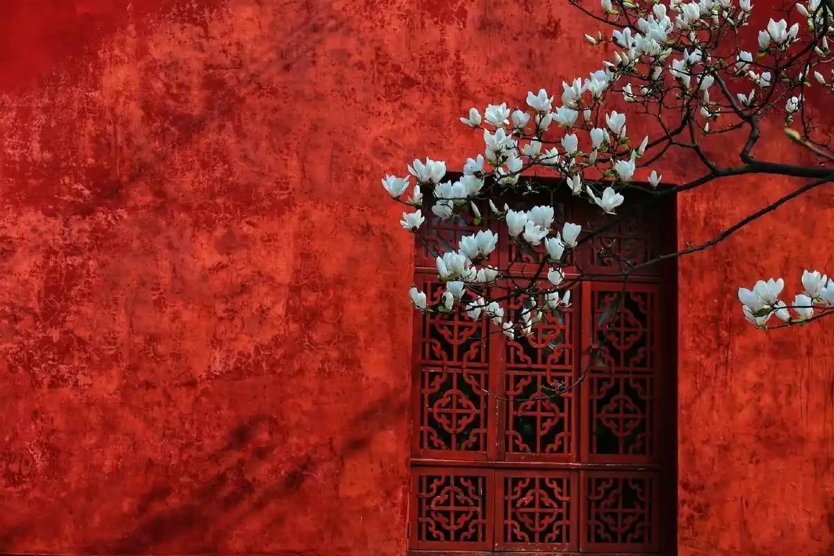 故宫里的白玉兰