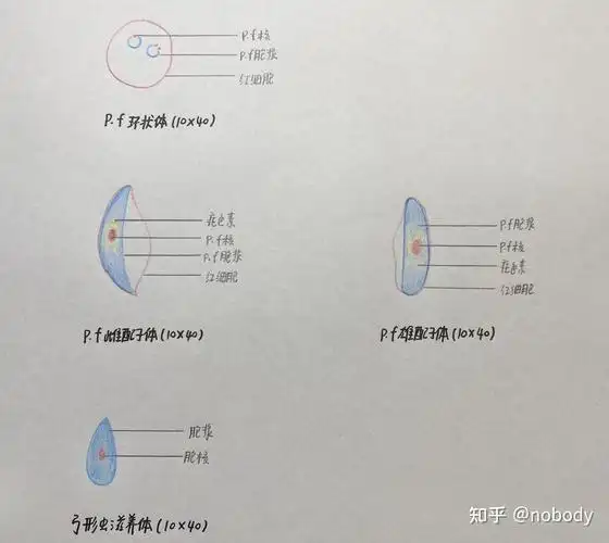 10.弓形虫滋养体9.p.f 雌配子体8.p.f 雄配子体7.p.f 环状体6.p.