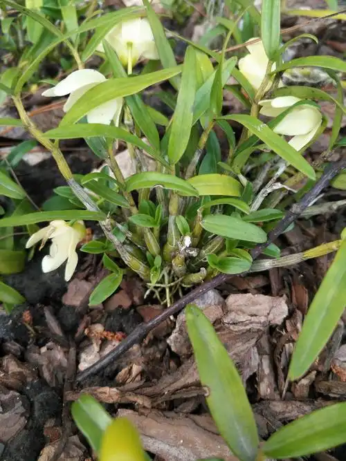 米斛的功效与作用(霍山米斛的作用你知道吗) | 锁阳号_分享各种的功效