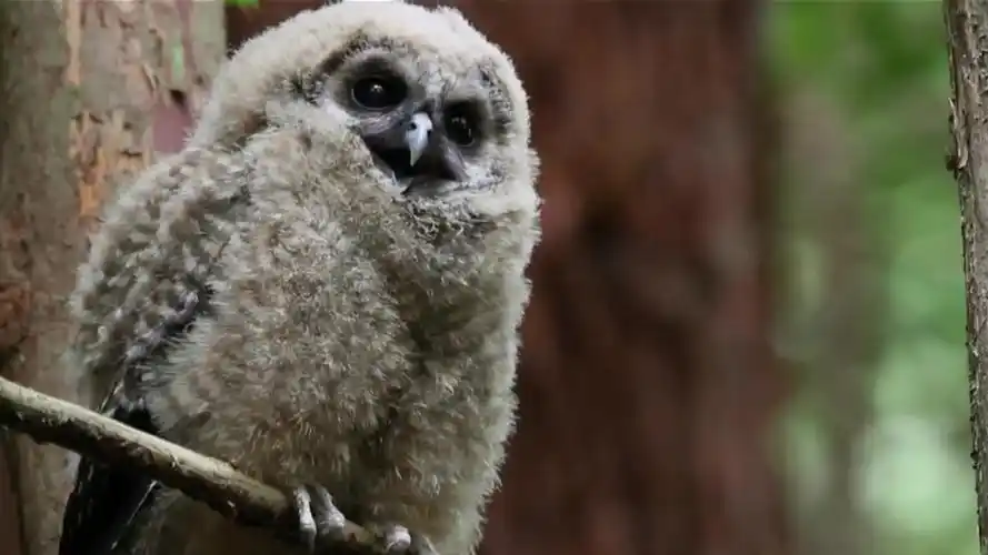 spottedowl神奇的动物国家地理儿童版