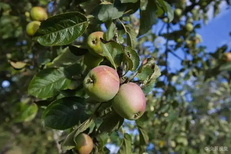 苹果_成熟_青苹果_树上_高清图片_全景视觉