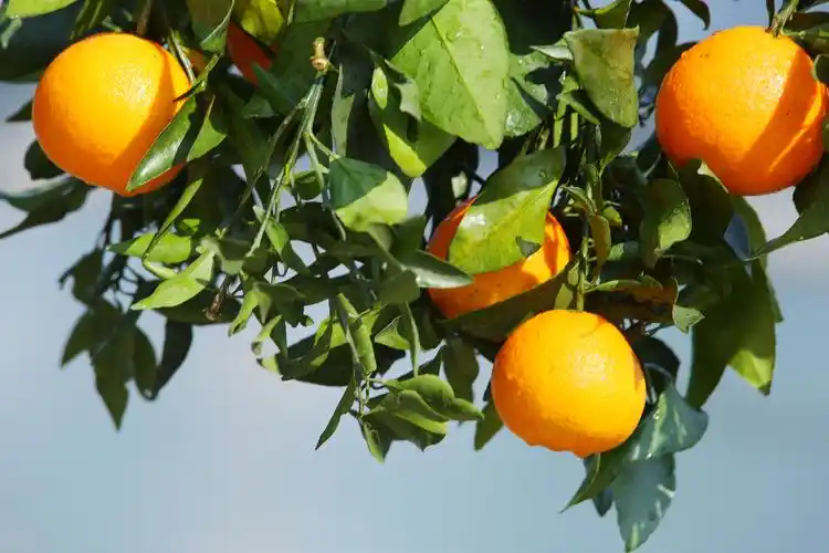 长沙市现代农业产业领军人才高端研修班开班,柑橘皇后周慈英受邀参加