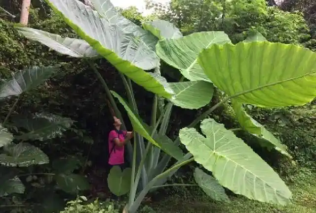 云南硕大野芋吮吸天地灵气 枝繁叶茂比人还高