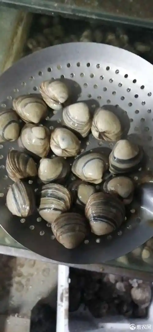 [红里螺批发]红里螺 九月一号开海了,价格大幅度便