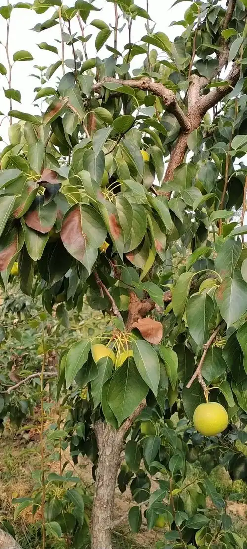 梨树什么毛病?叶子怎么都这样了?