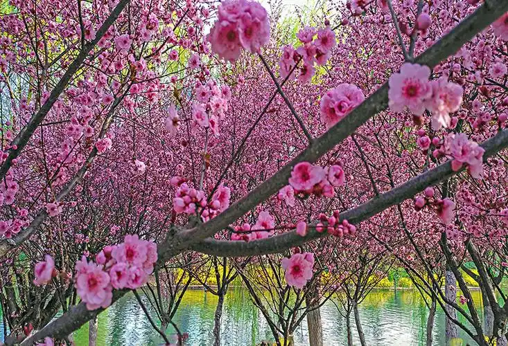 百花盛开图片_图片大全