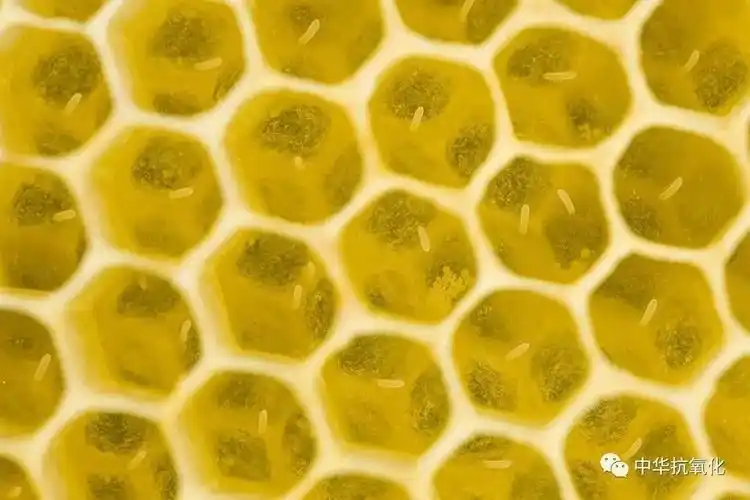 工蜂房中的卵,孵化后,前三天吃蜂王浆,以后改吃蜂粮.最后发育成工蜂.